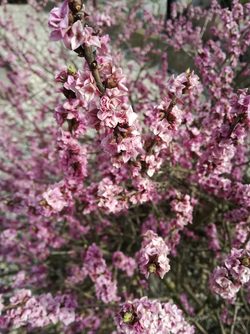 nature flowers pink free photo