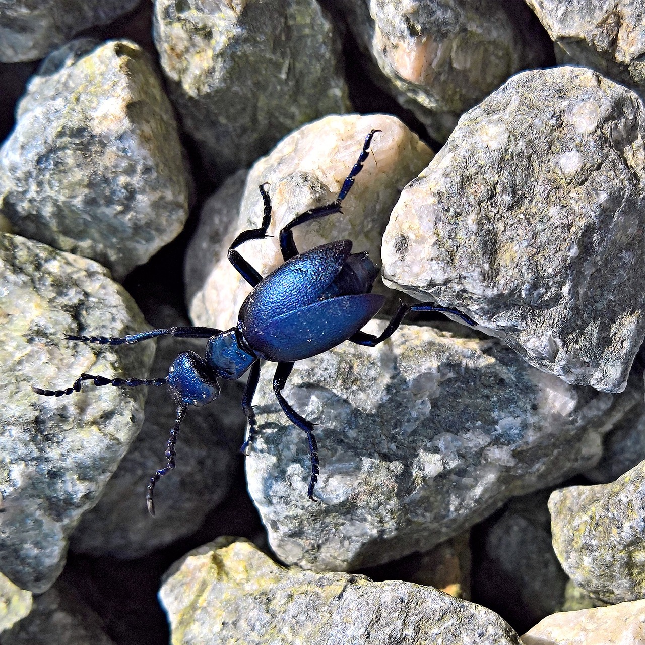 nature beetle blue leaf beetle free photo