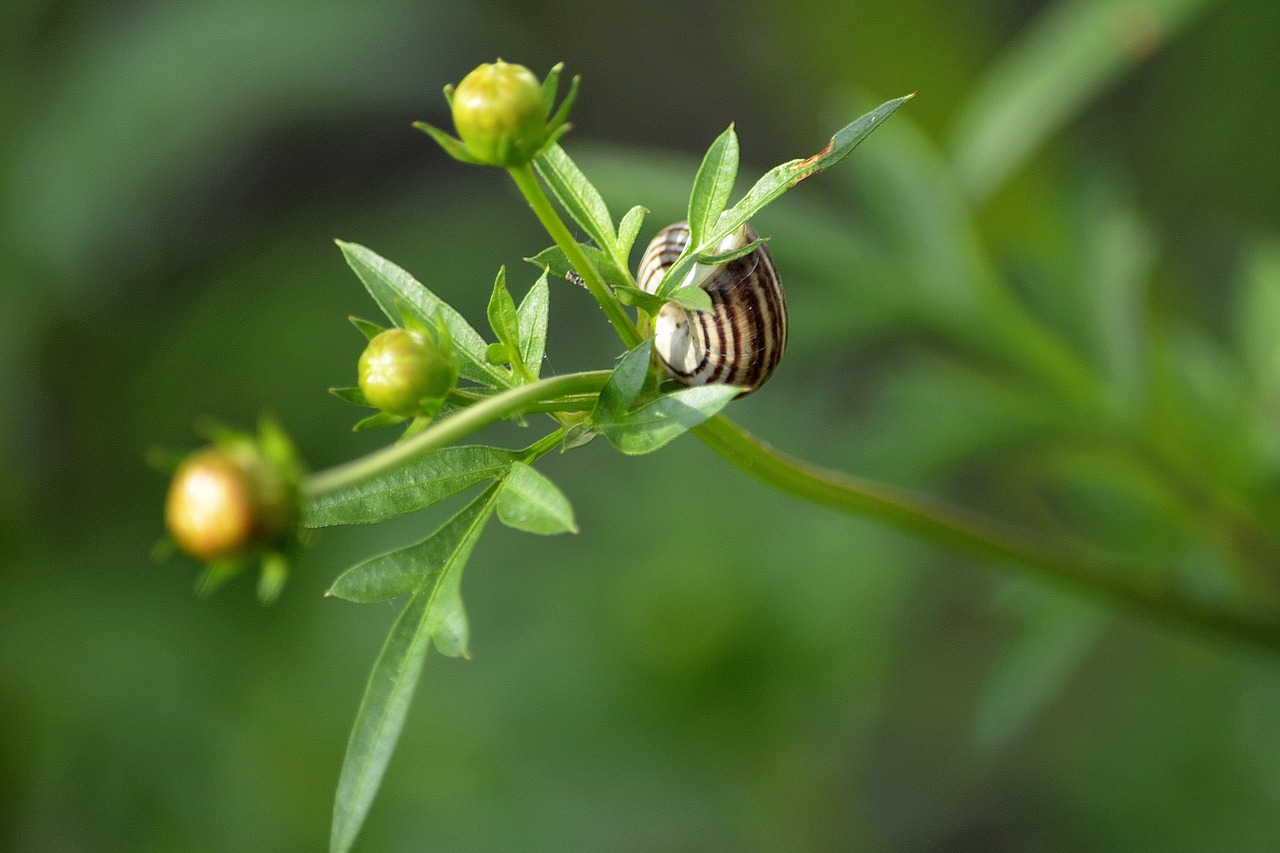 nature plants summer free photo