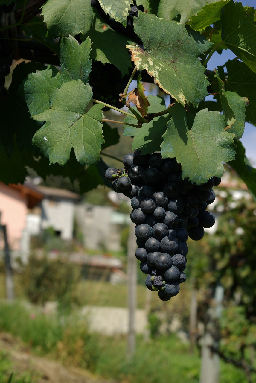 nature grapes vine free photo