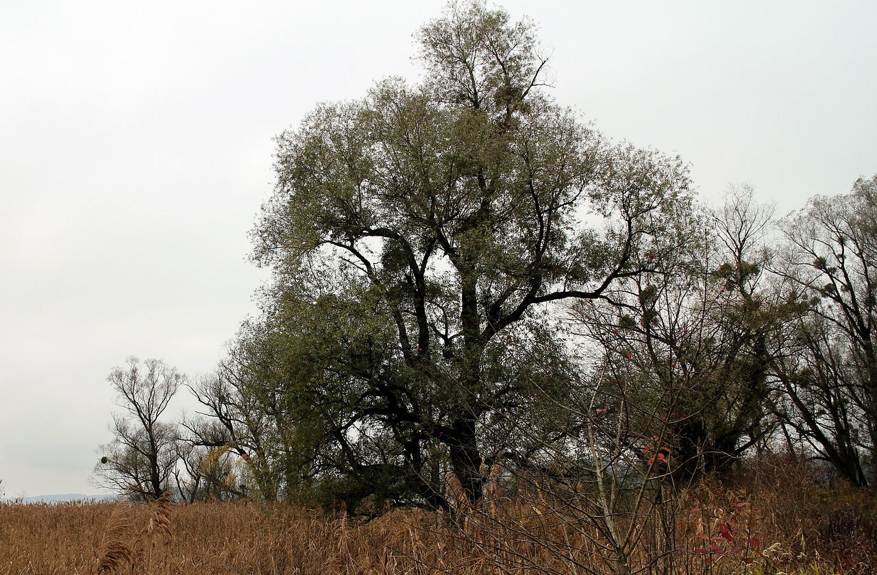 nature tree trees free photo