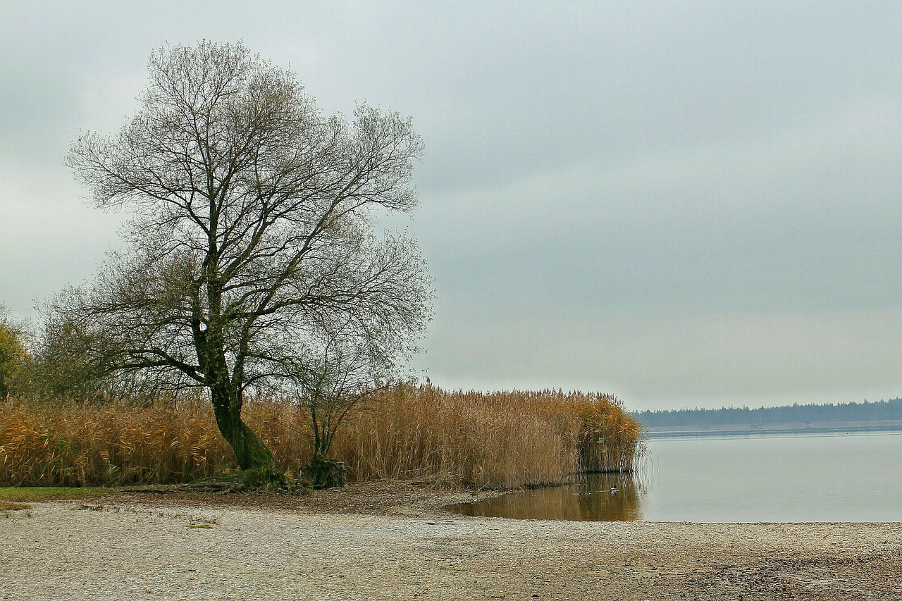 nature tree reed free photo