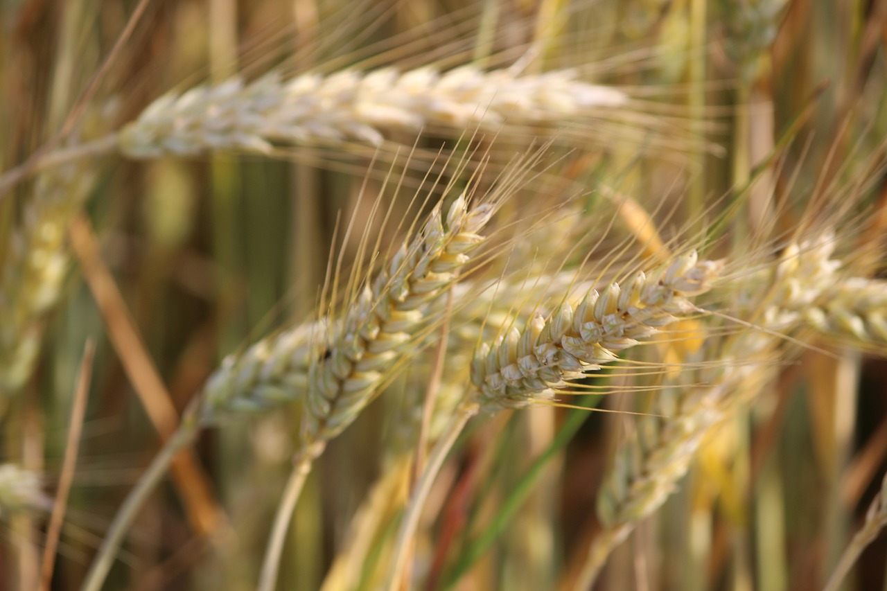 nature cereals agriculture free photo