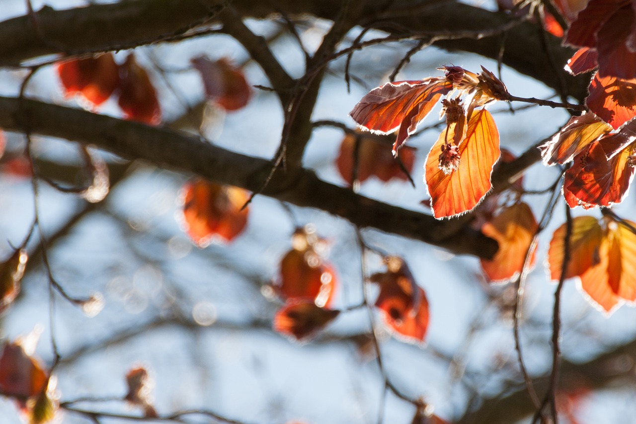 nature close beech free photo