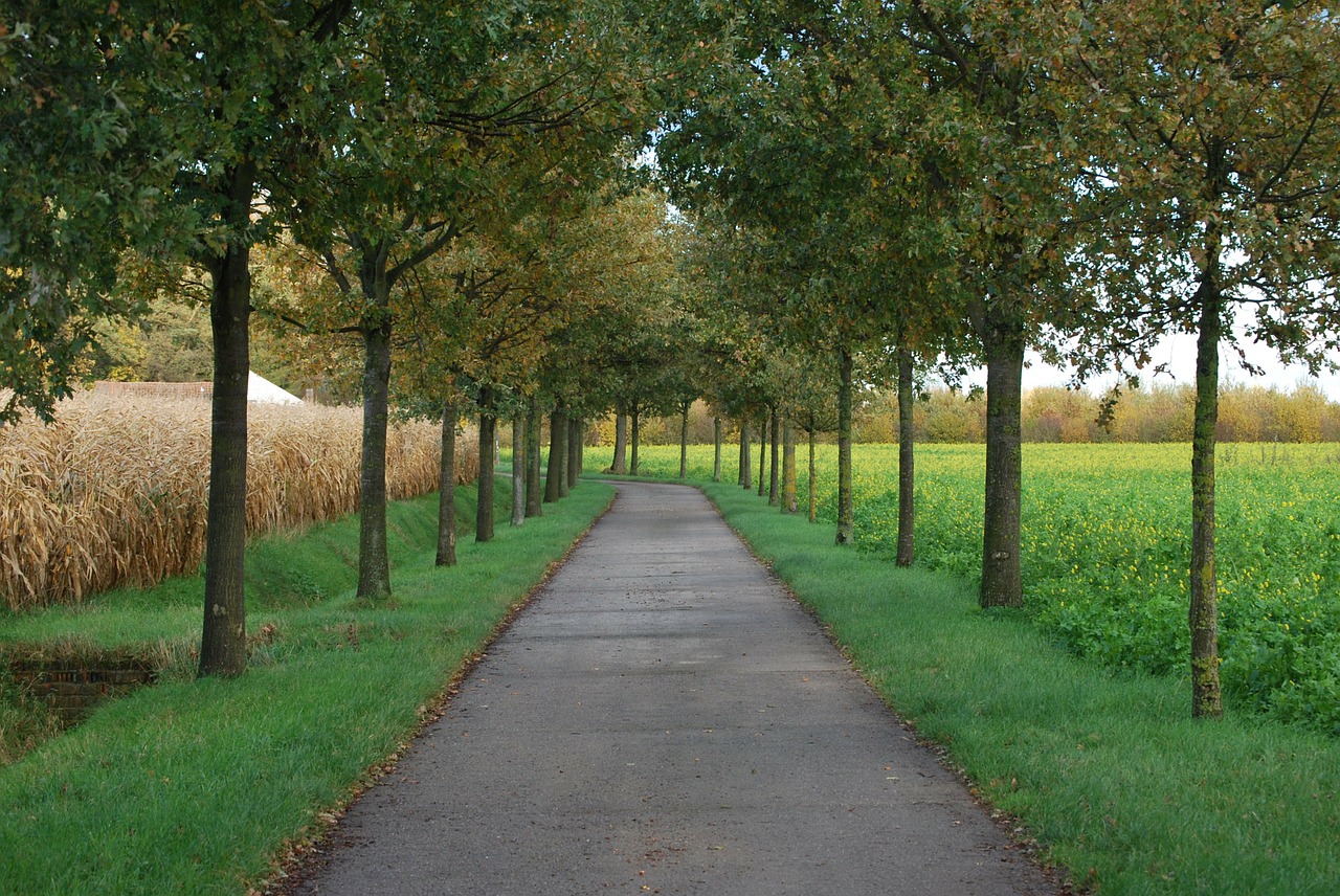 nature trees road free photo