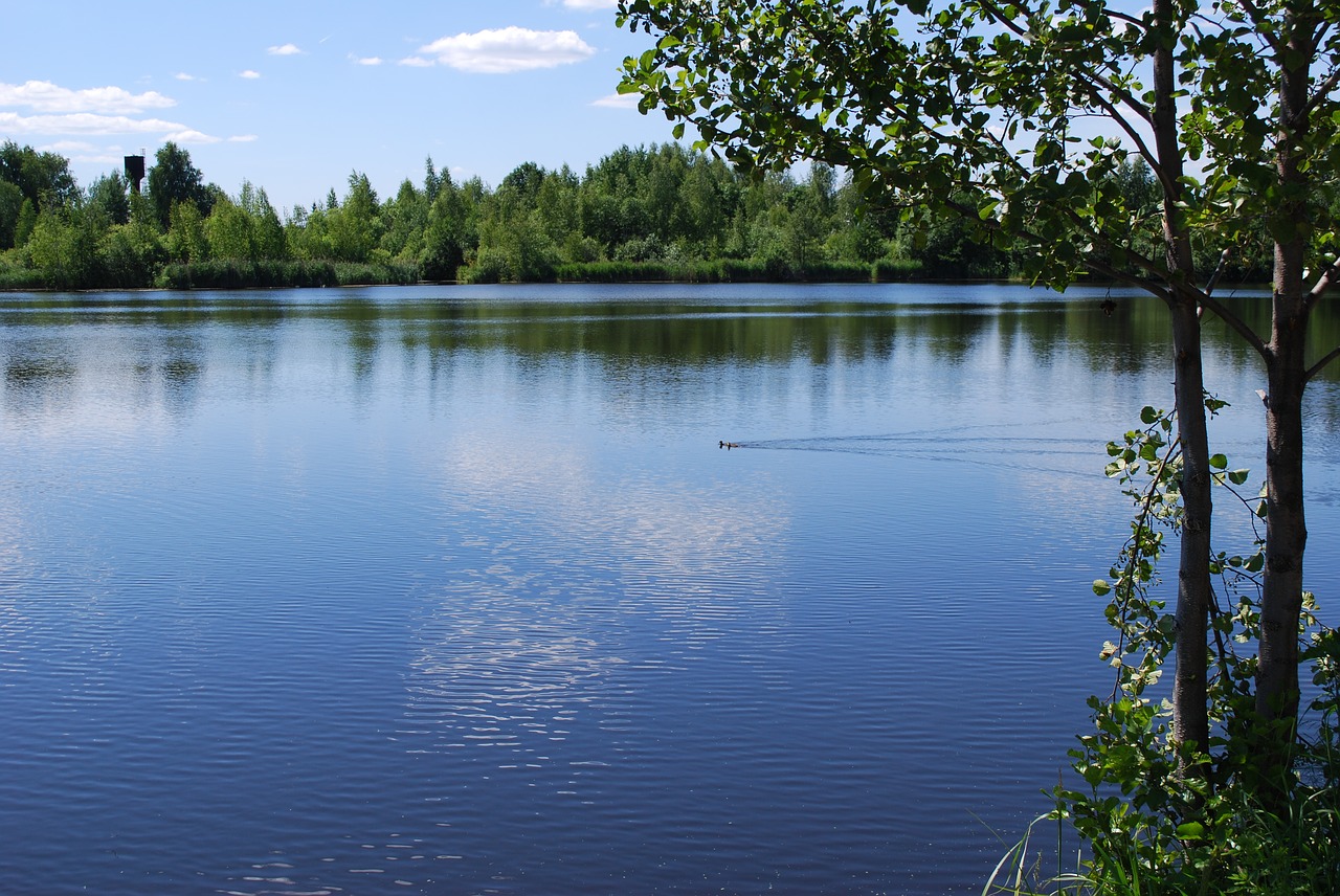 nature pond water free photo