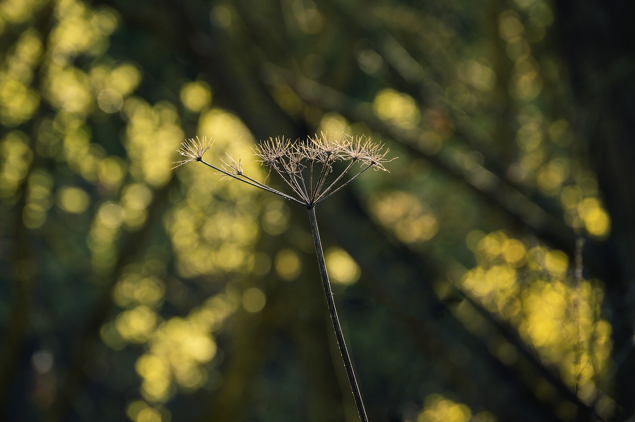 nature spring closeup free photo