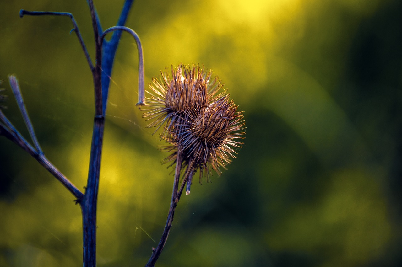 nature spring closeup free photo