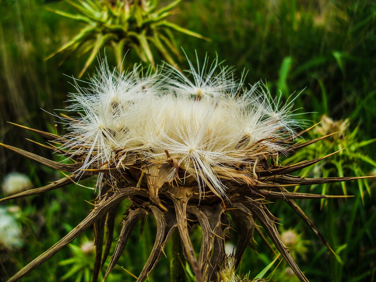 nature flower mountain free photo