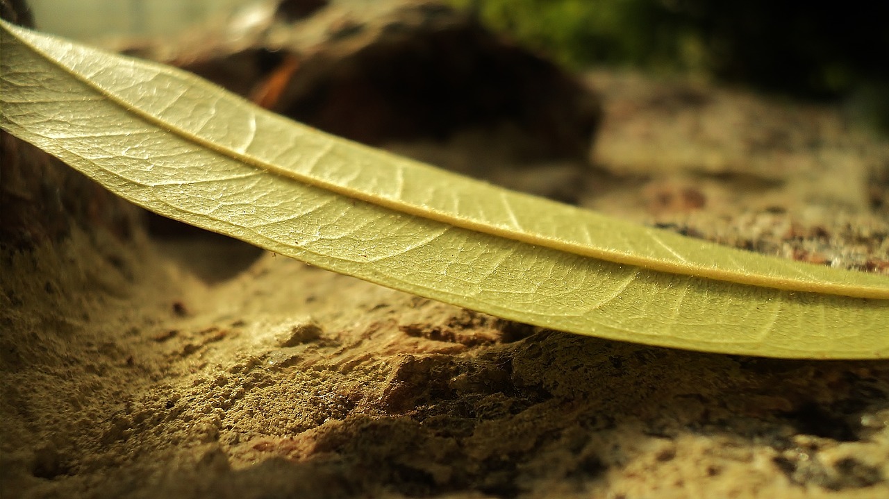 nature leaves land free photo