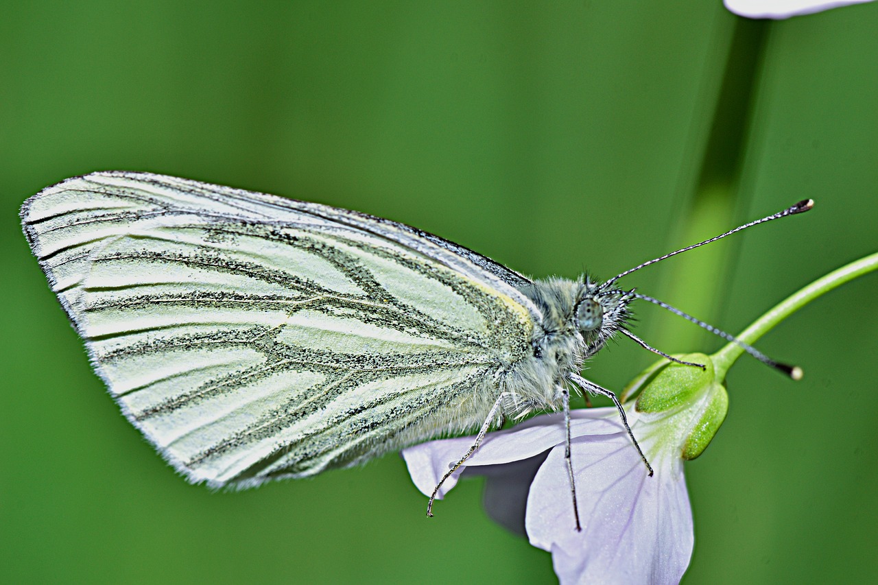 nature butterfly macro free photo