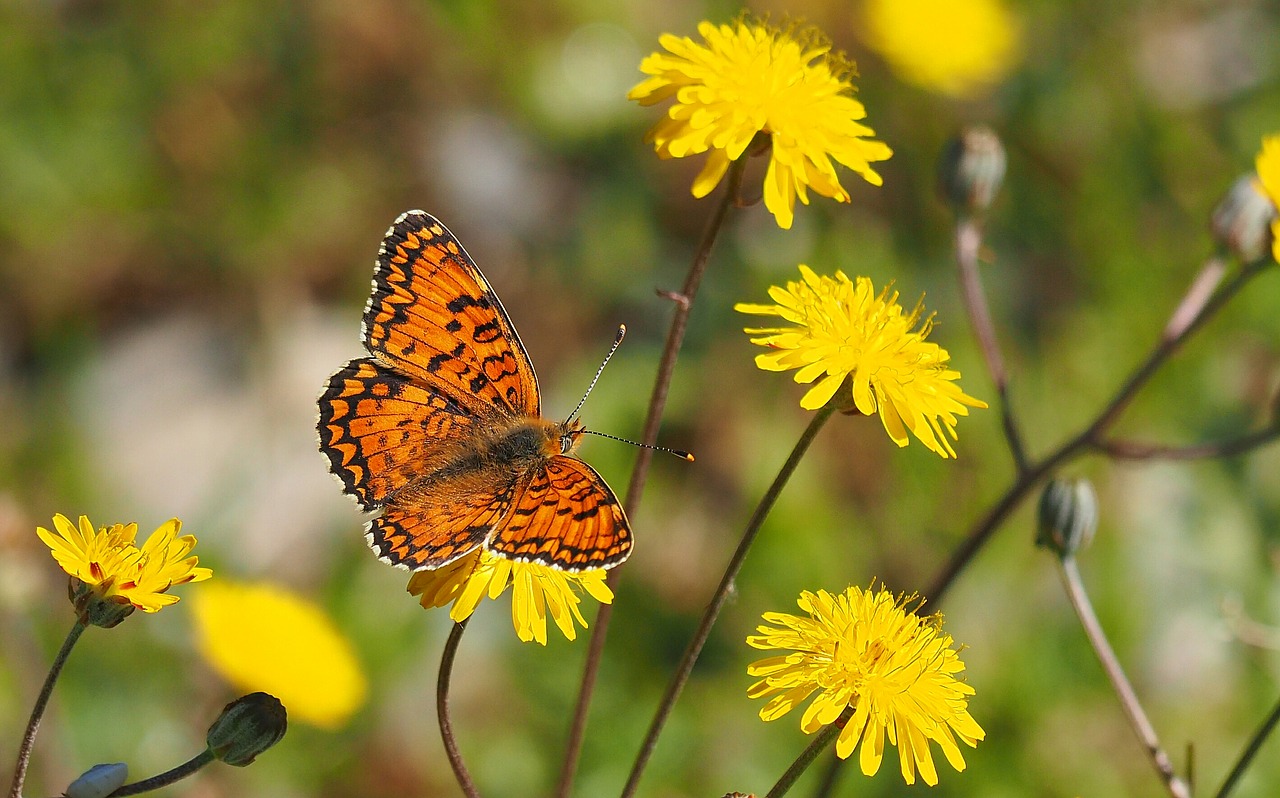 nature butterfly flowers free photo