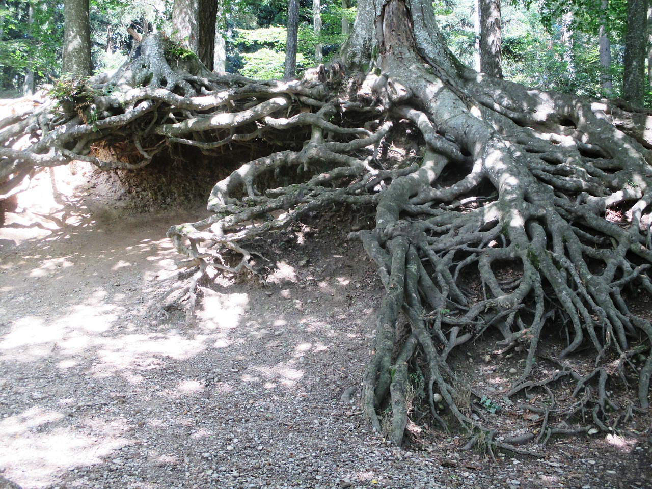 nature root trees free photo