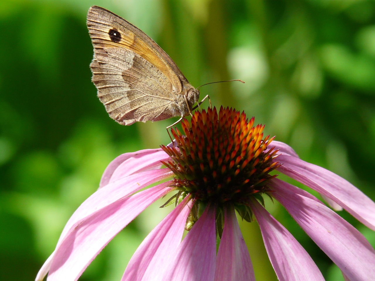 nature floral summer free photo