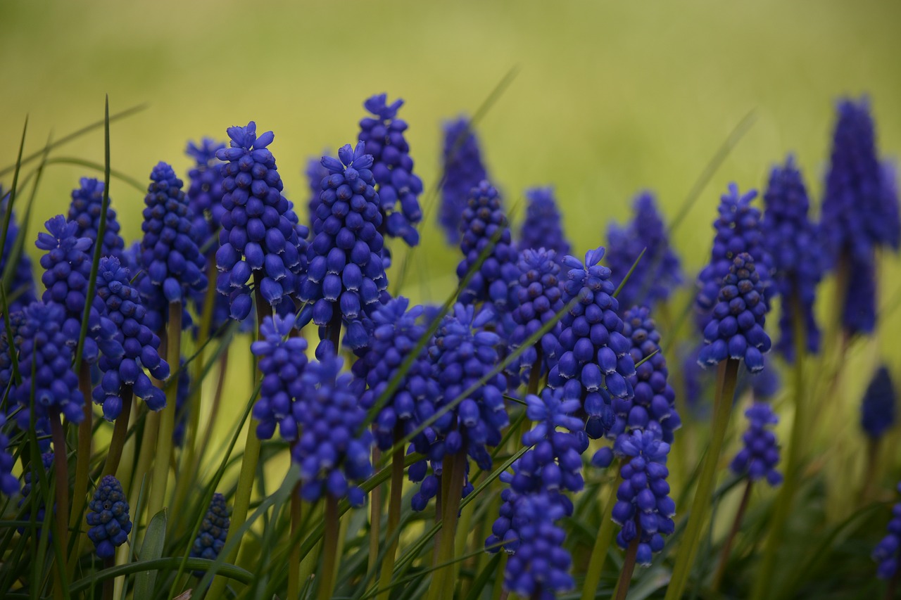 nature plant hyacinth free photo