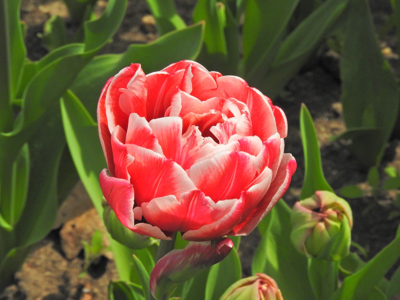 nature tabby dwarf tulip free photo