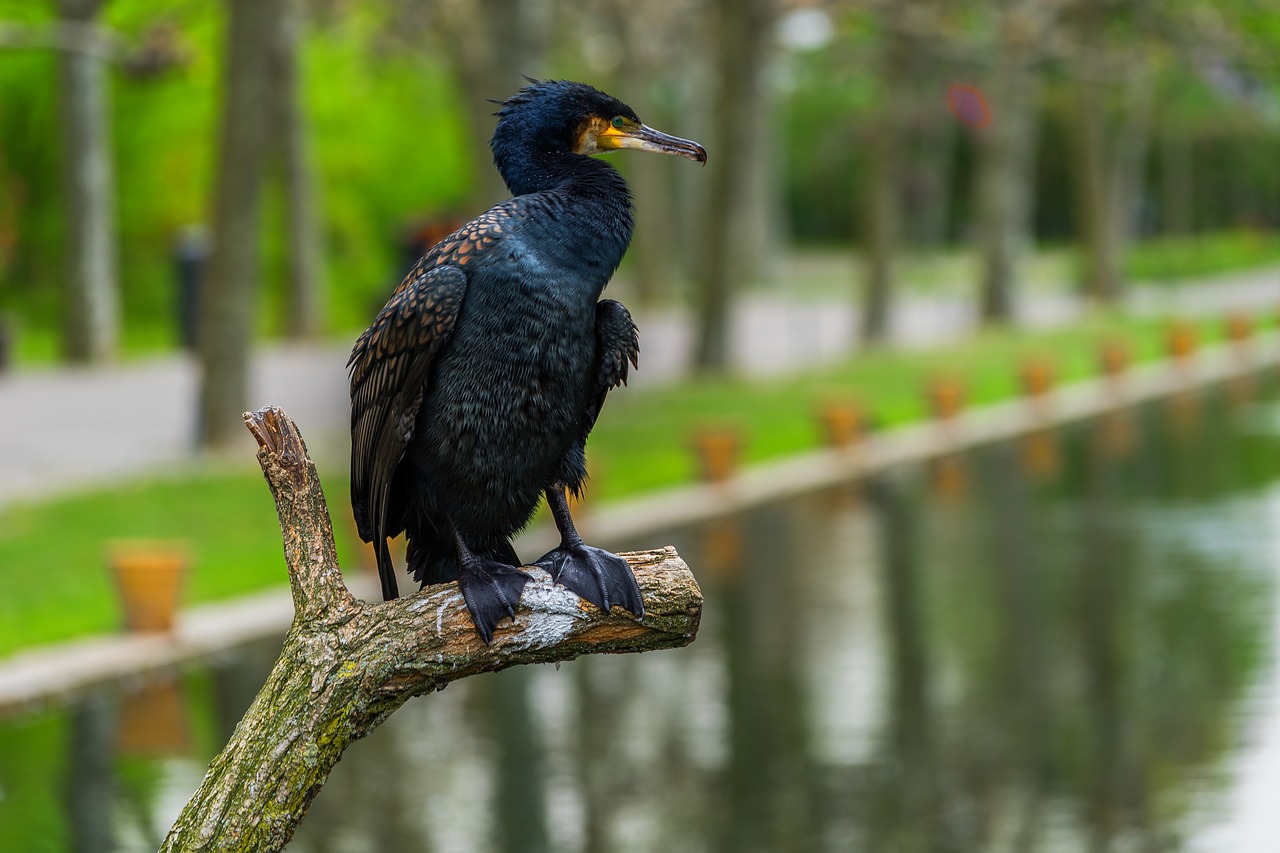 nature bird cormorant free photo