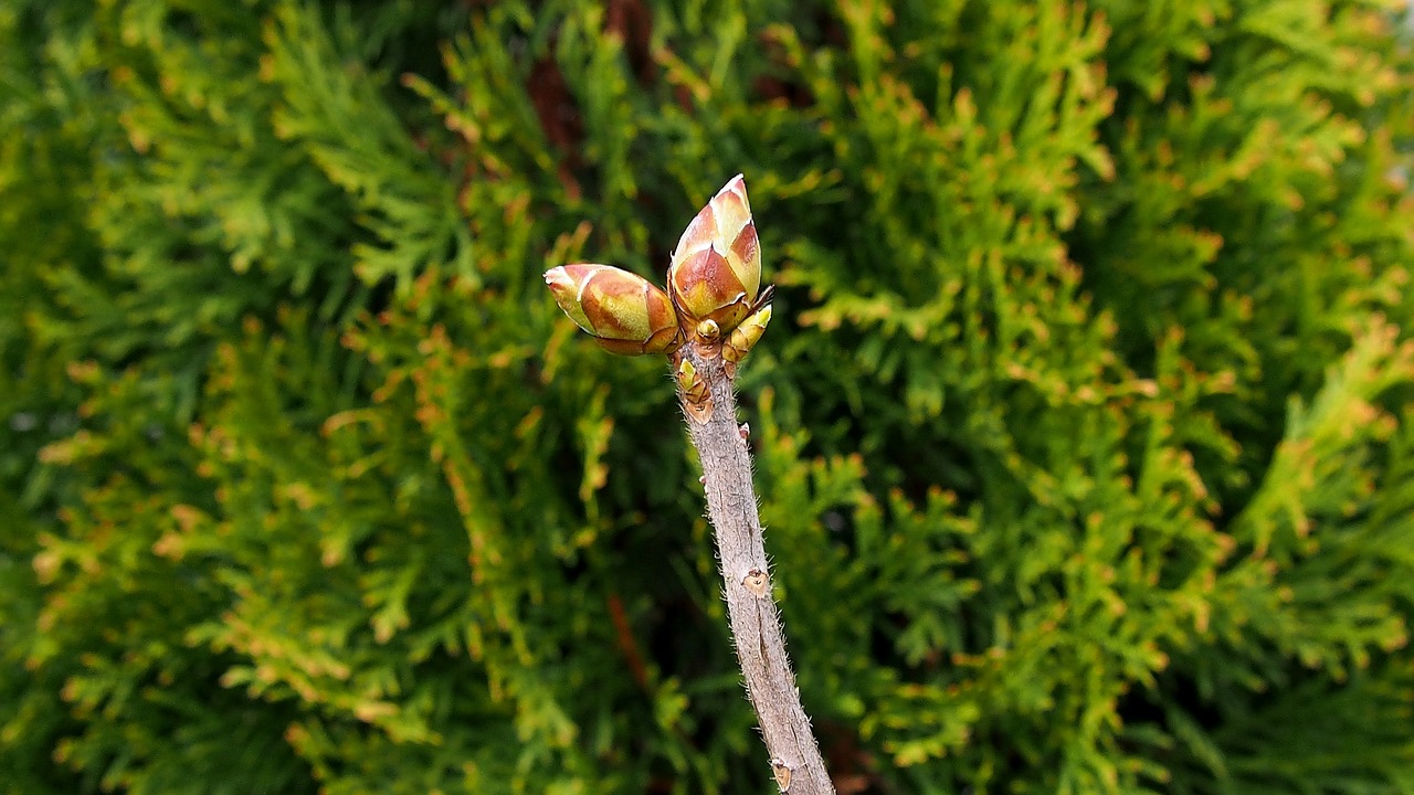 nature bud spring free photo