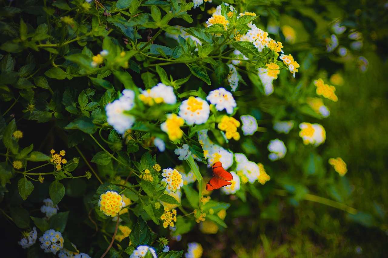 nature flowers cart free photo