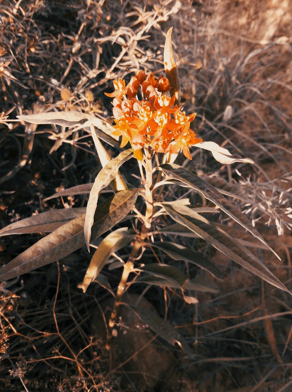 nature flower plant free photo