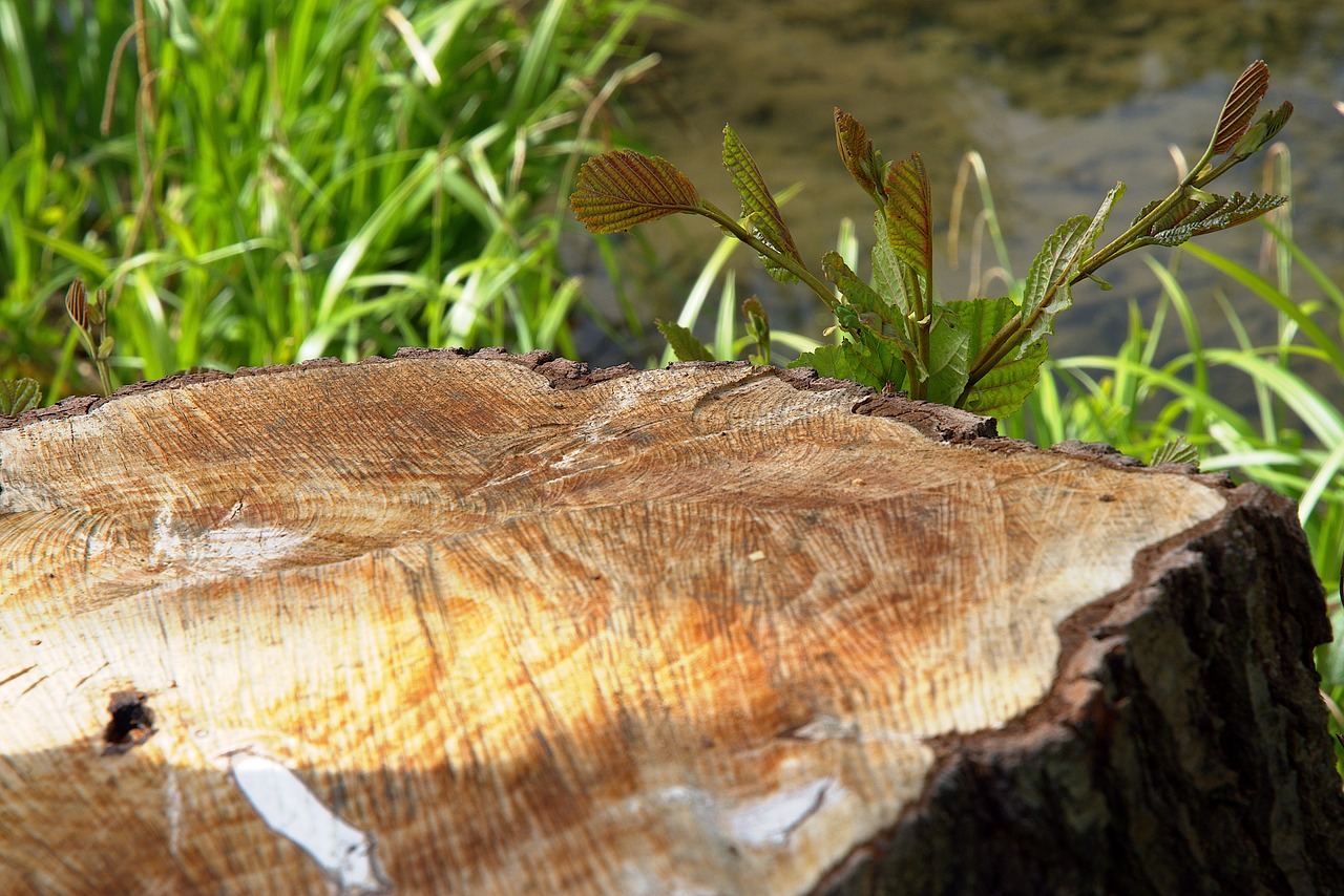 nature tree stump branch free photo