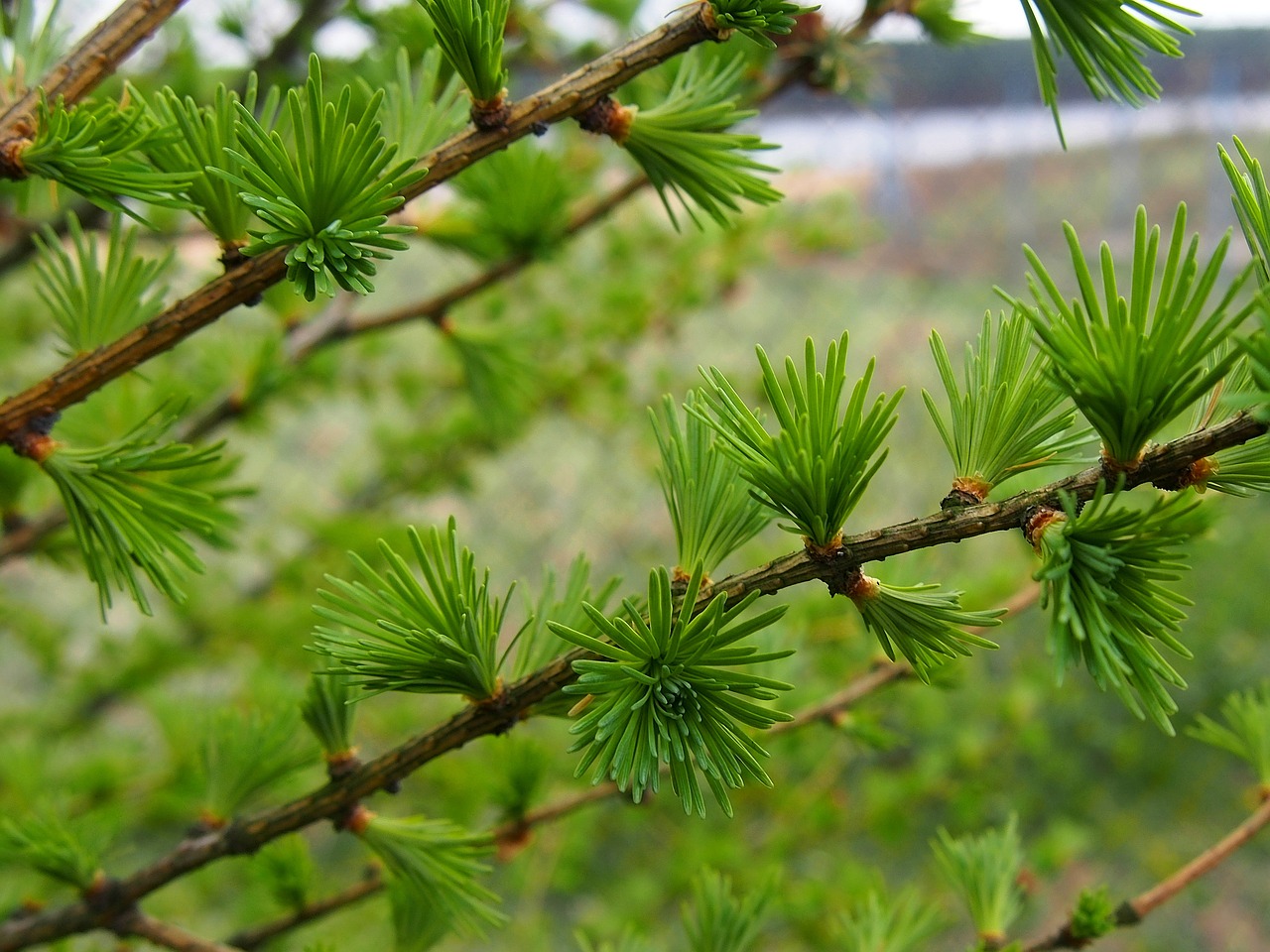 nature larch sprig free photo