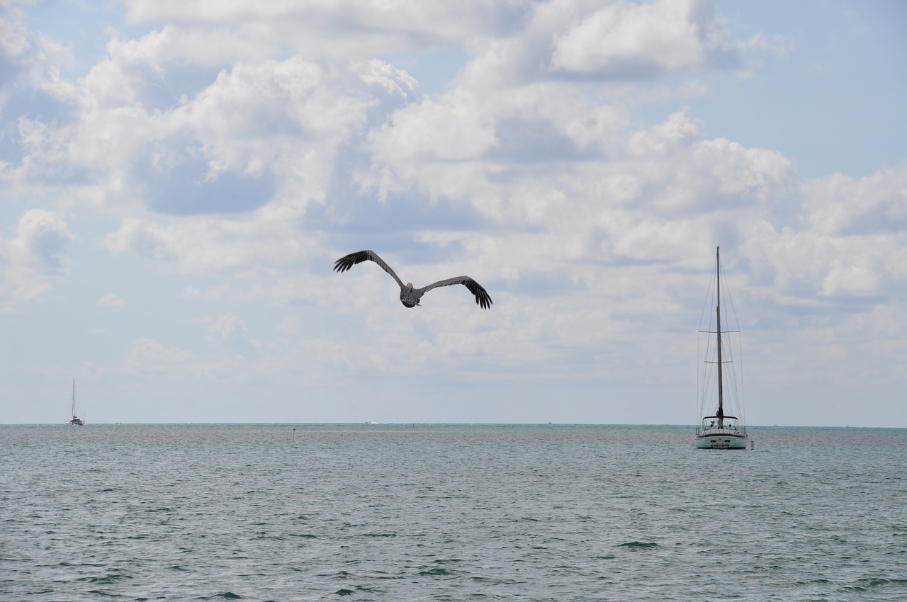 nature pelican boat free photo