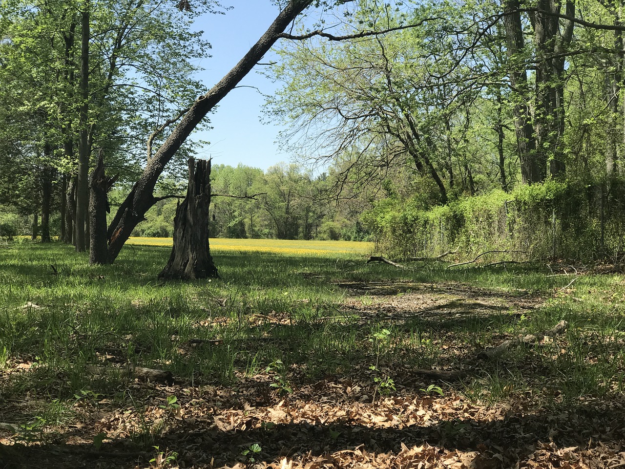 nature blue sky spring free photo