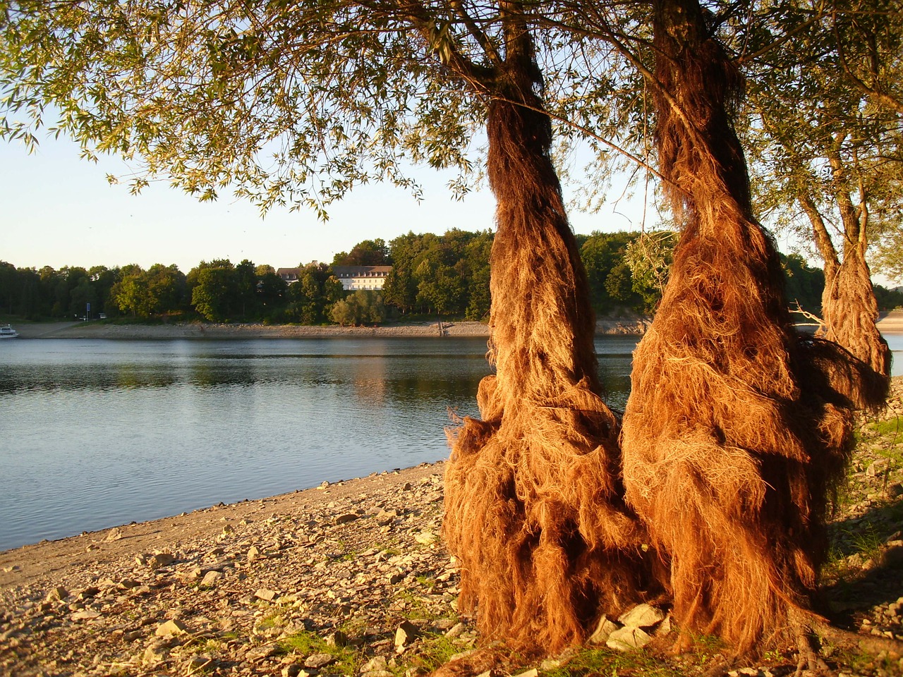 nature tree woolly free photo