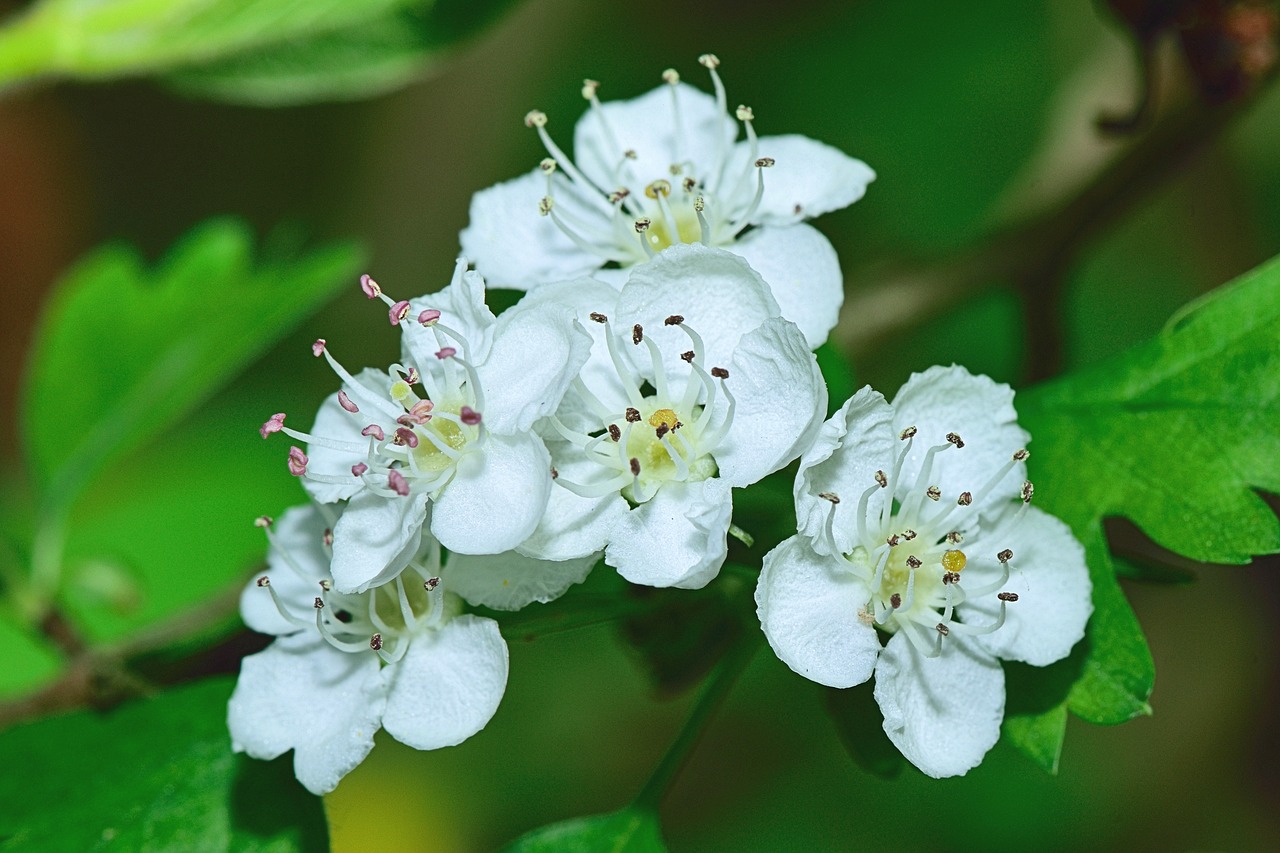 nature flower flowers free photo