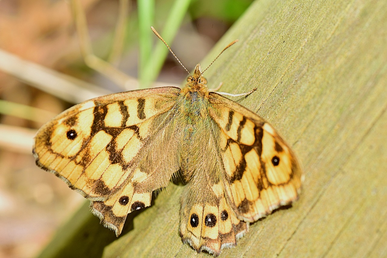 nature butterfly vector butterfly free photo