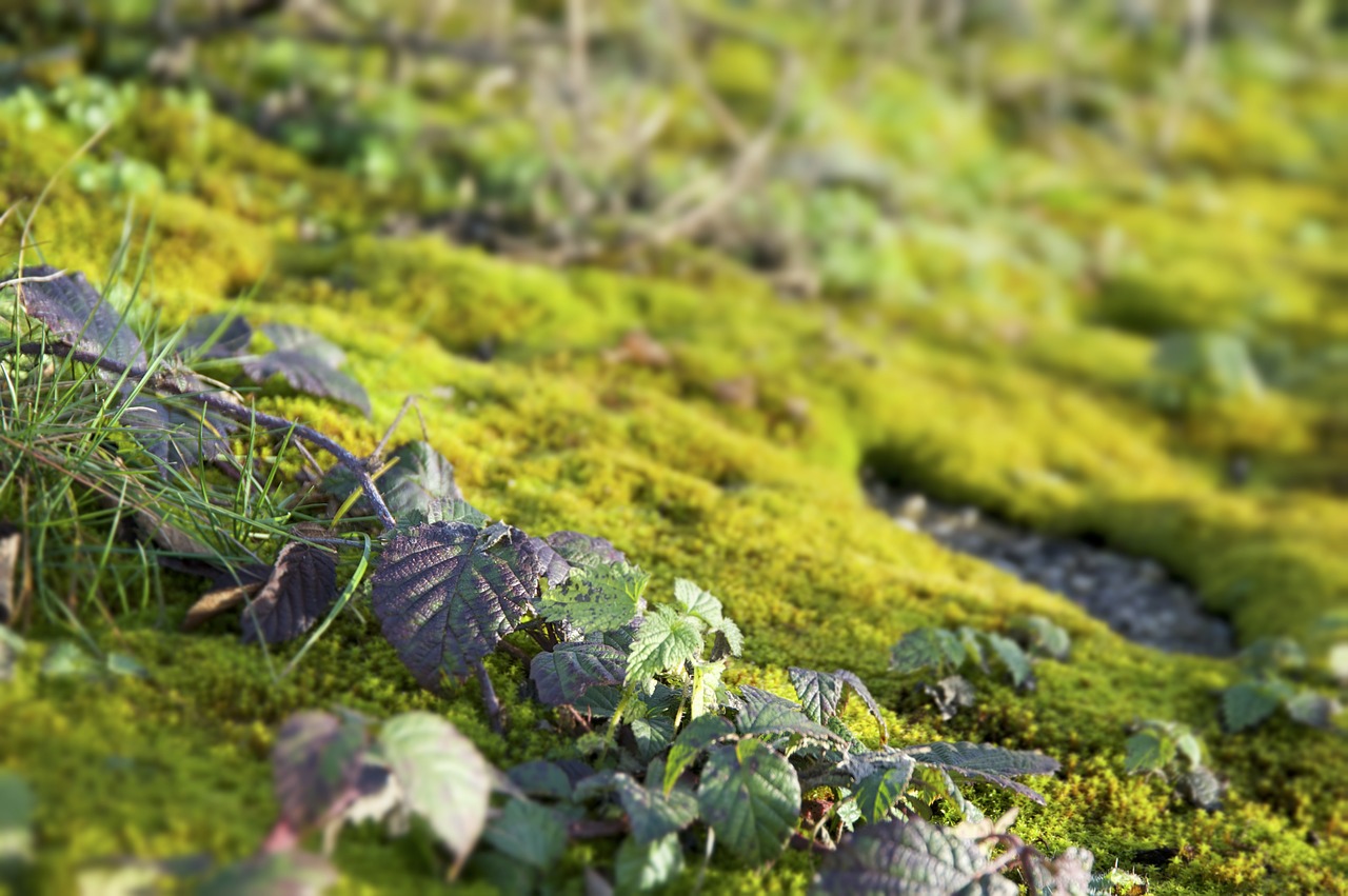 nature moss plant free photo