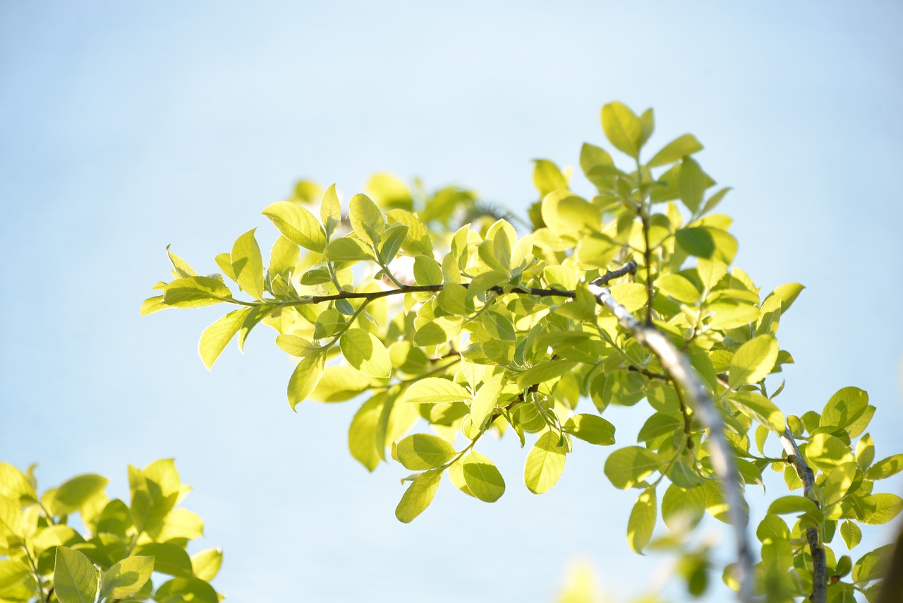 nature green leaves free photo