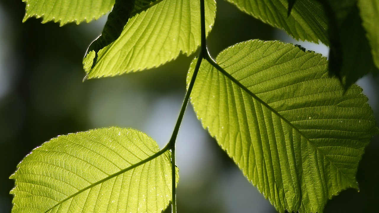 nature green leaves free photo