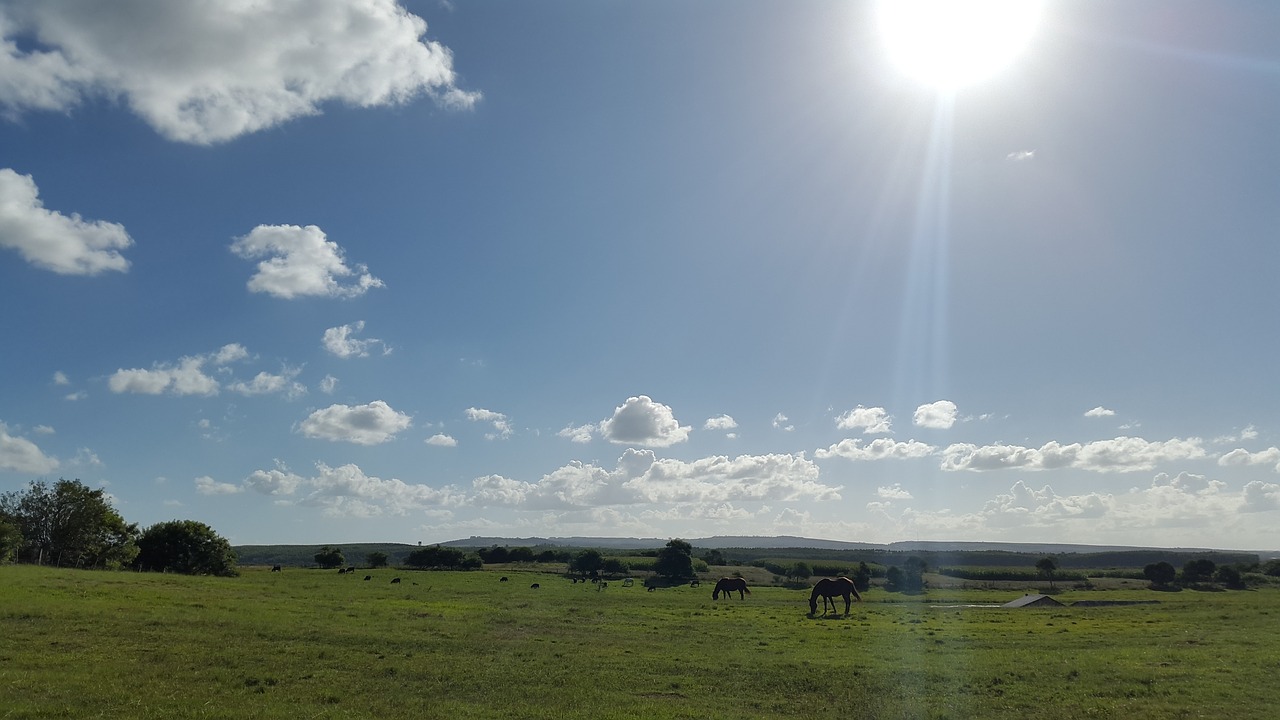 nature field horses free photo