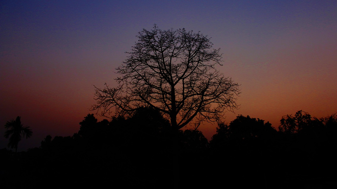 nature sunset trees free photo