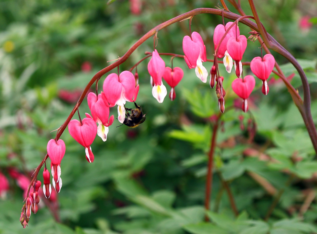 nature flowers pink free photo