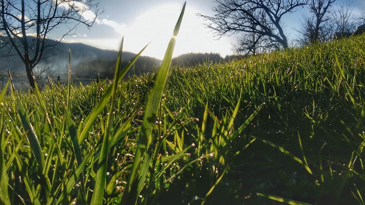 nature grass green free photo