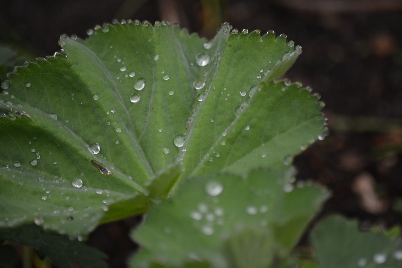 nature frauenmantel leaf free photo