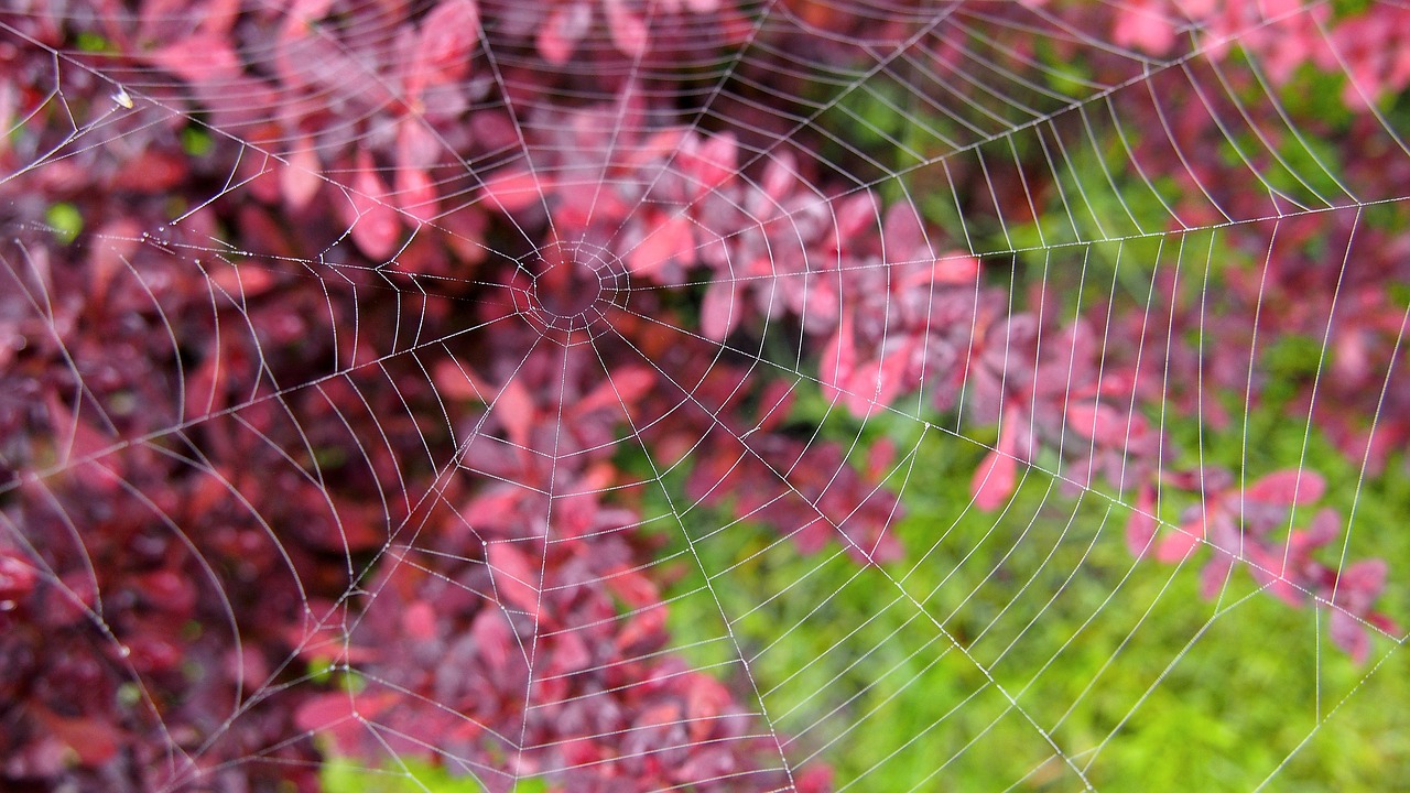 nature closeup sprig free photo