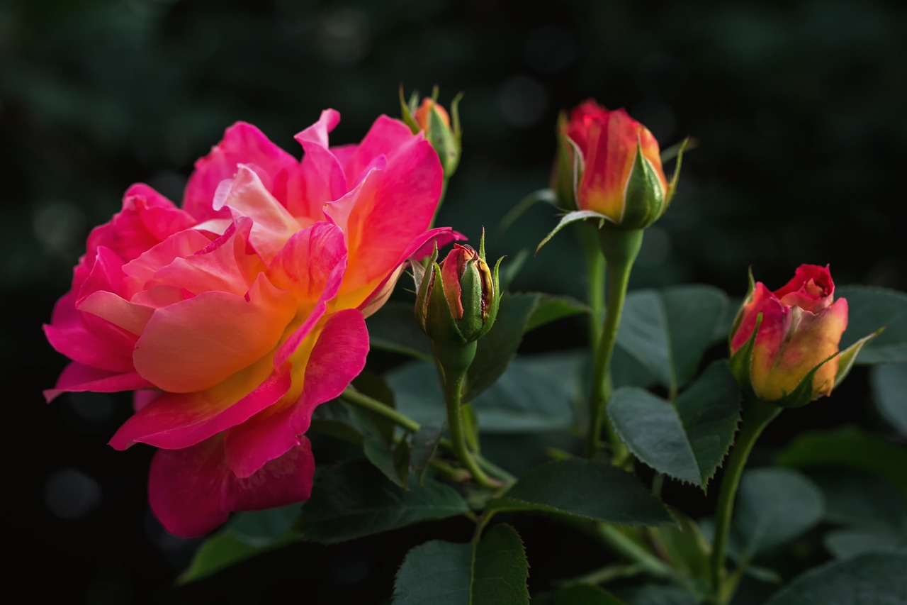 nature flowers roses free photo