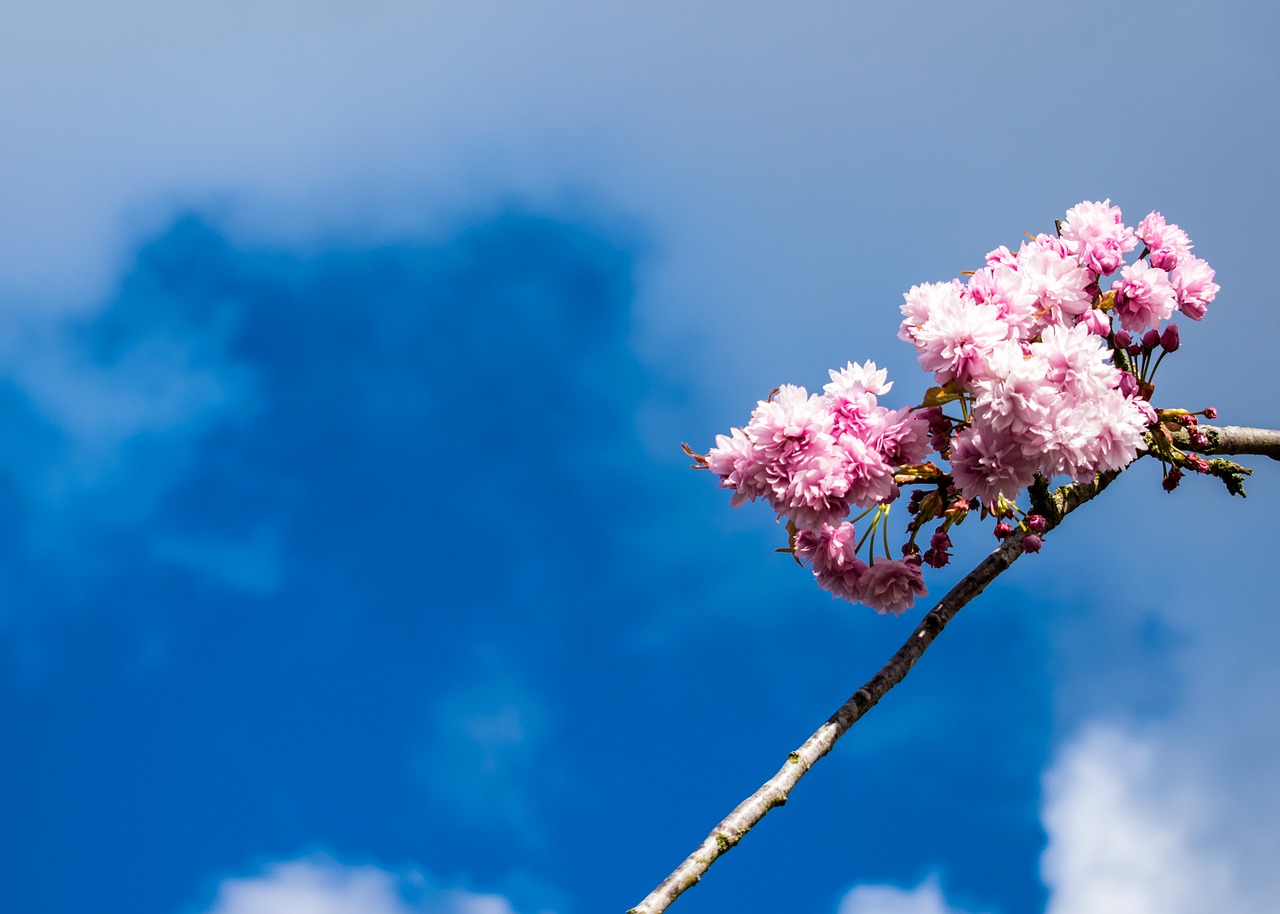 nature sky blue free photo