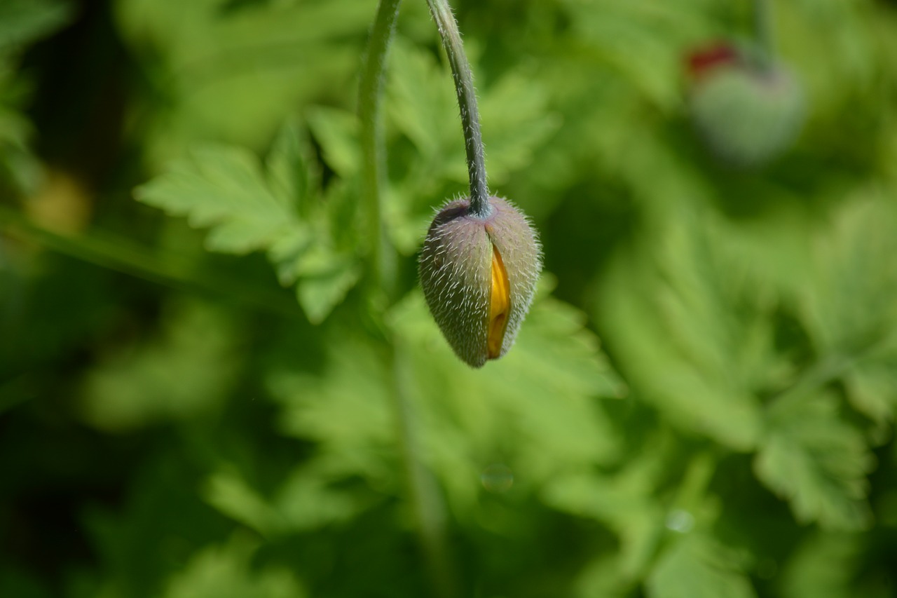 nature plant poppy free photo