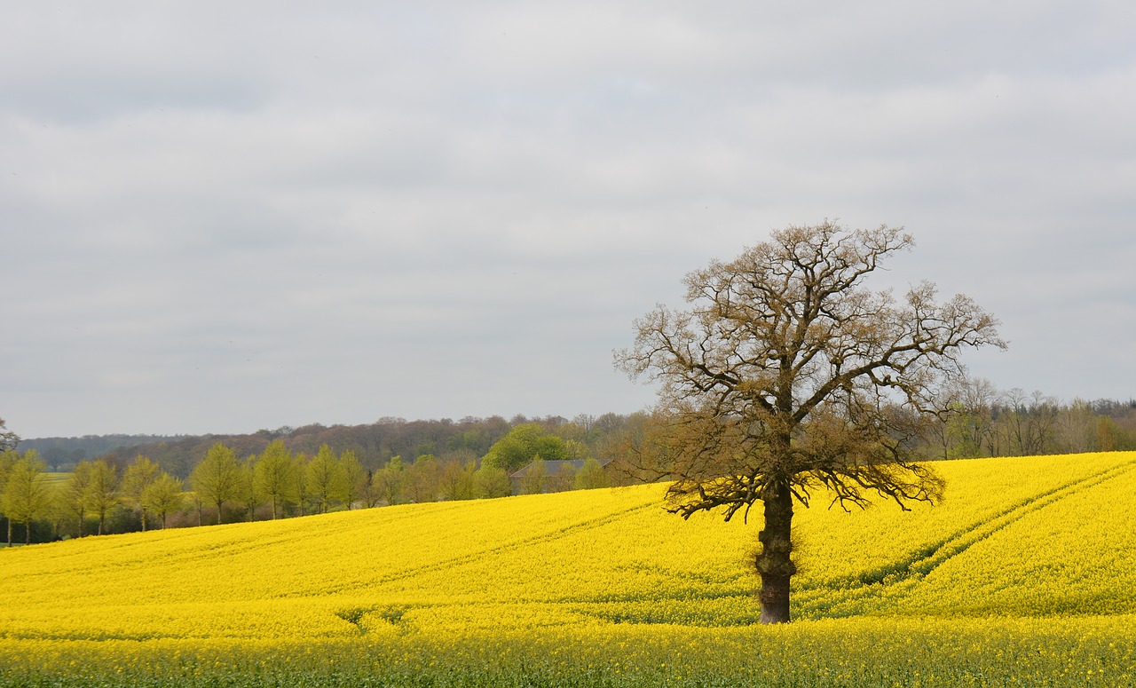 nature oilseed rape landscape free photo