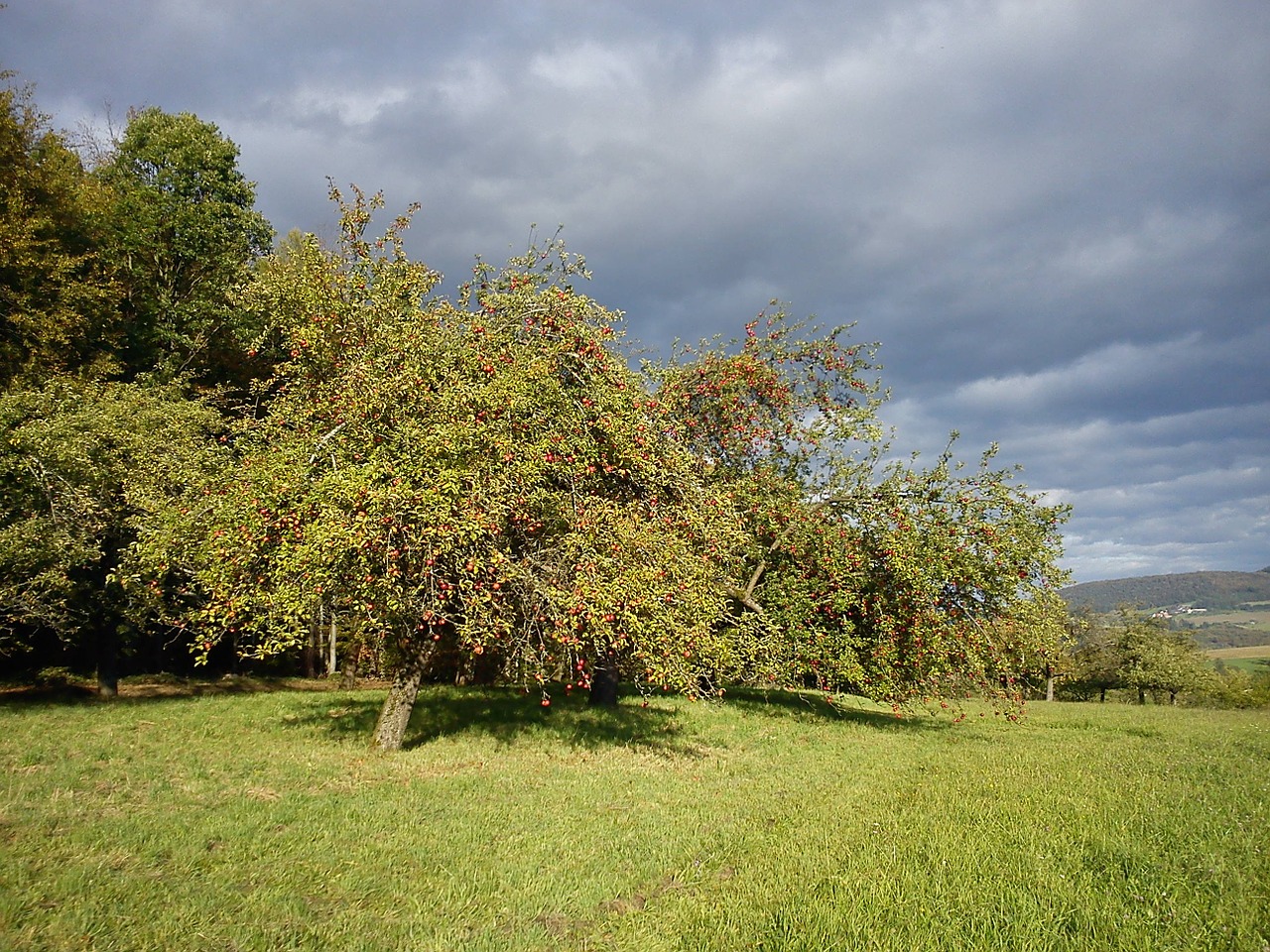 nature autumn tree free photo