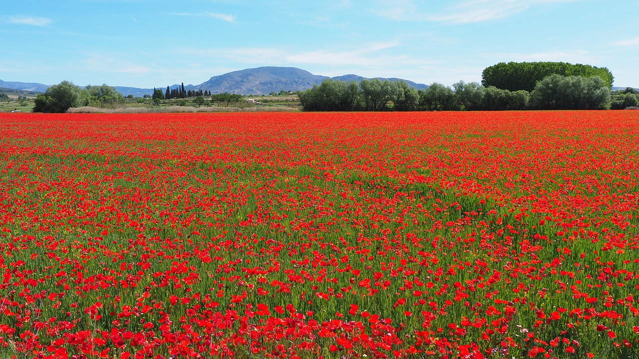 nature field poppies free photo