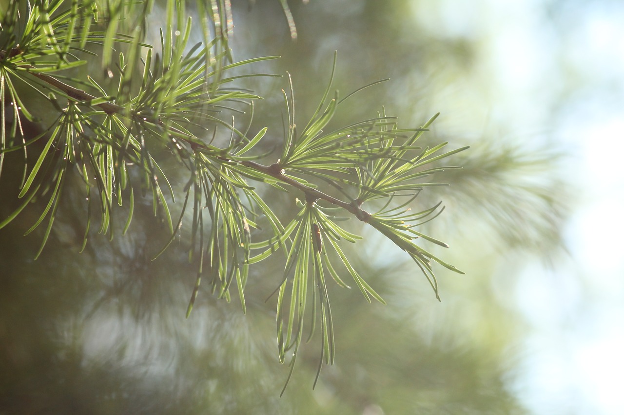 nature tree spring free photo