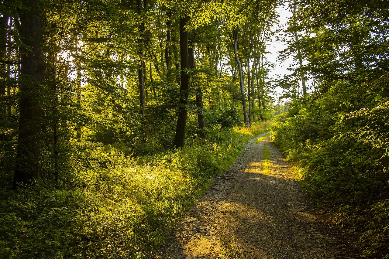 nature summer forest free photo