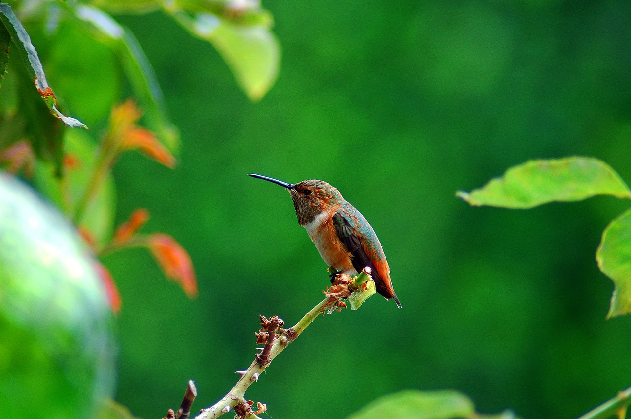 nature humming bird bird free photo