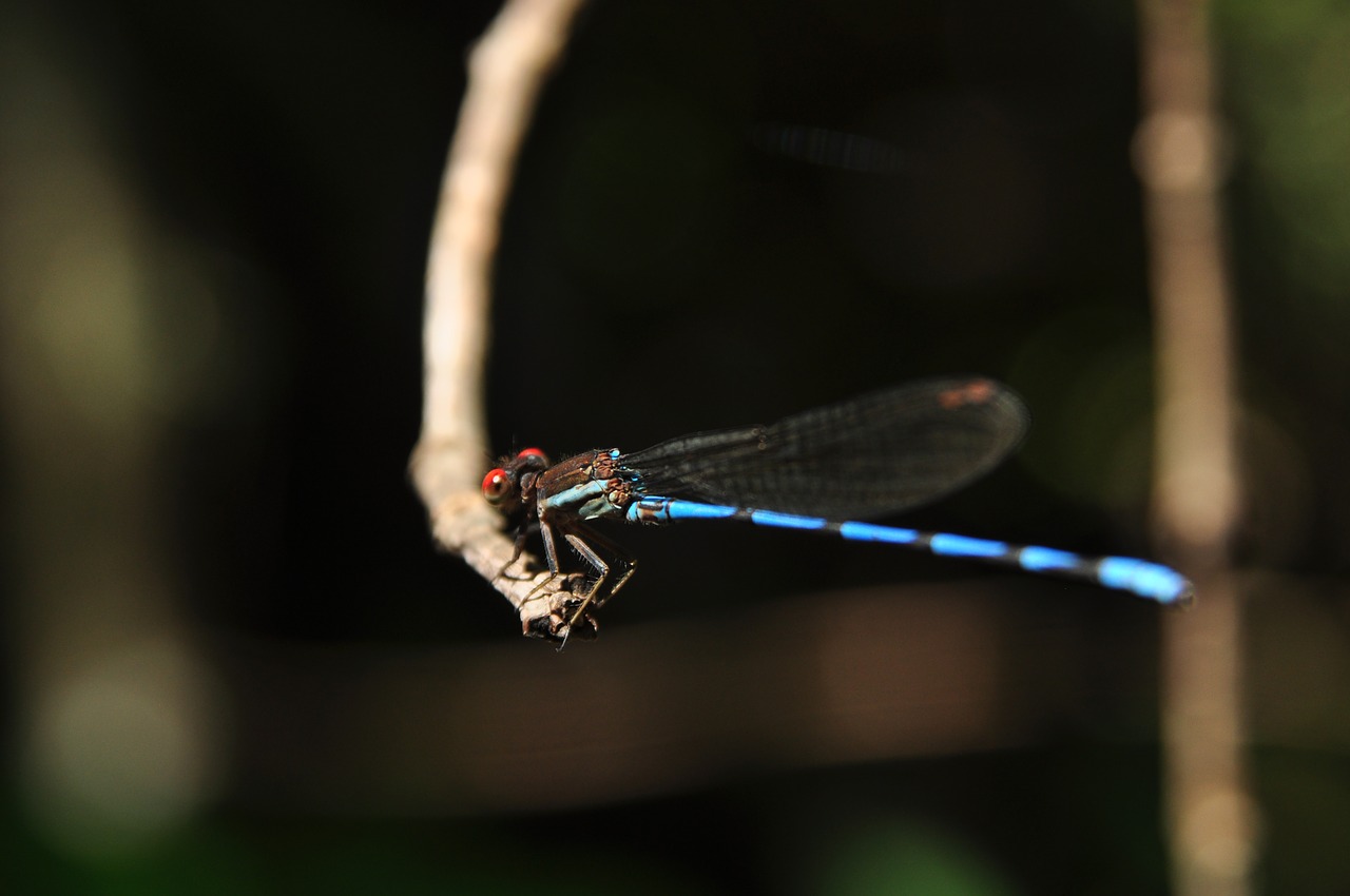 nature insects macro free photo